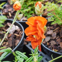 Helianthemum 'Ben More'
